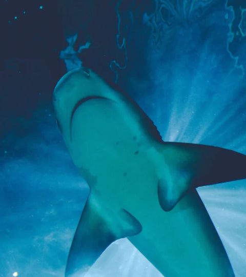 embracing my shark week